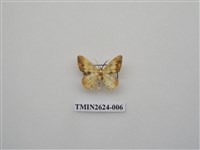 藏品(尺蛾144)的圖片